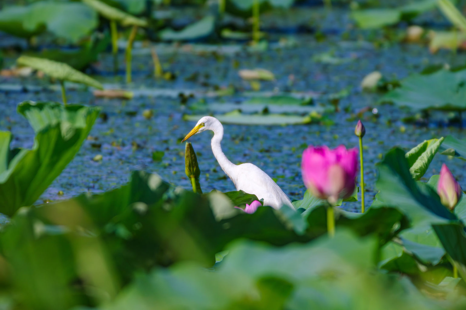 白鷺と蓮の花、琵琶湖