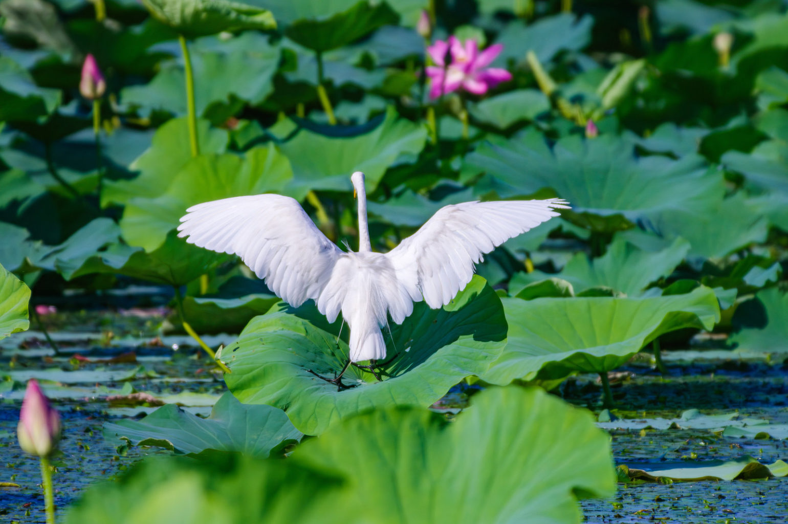 白鷺と蓮の花、琵琶湖