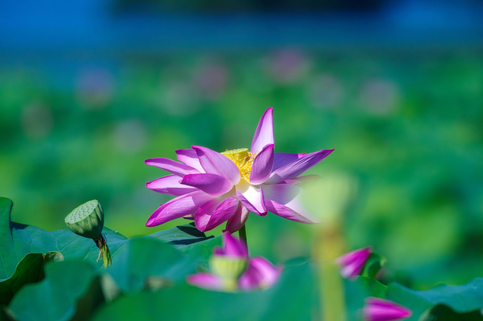 白鷺と蓮の花、琵琶湖