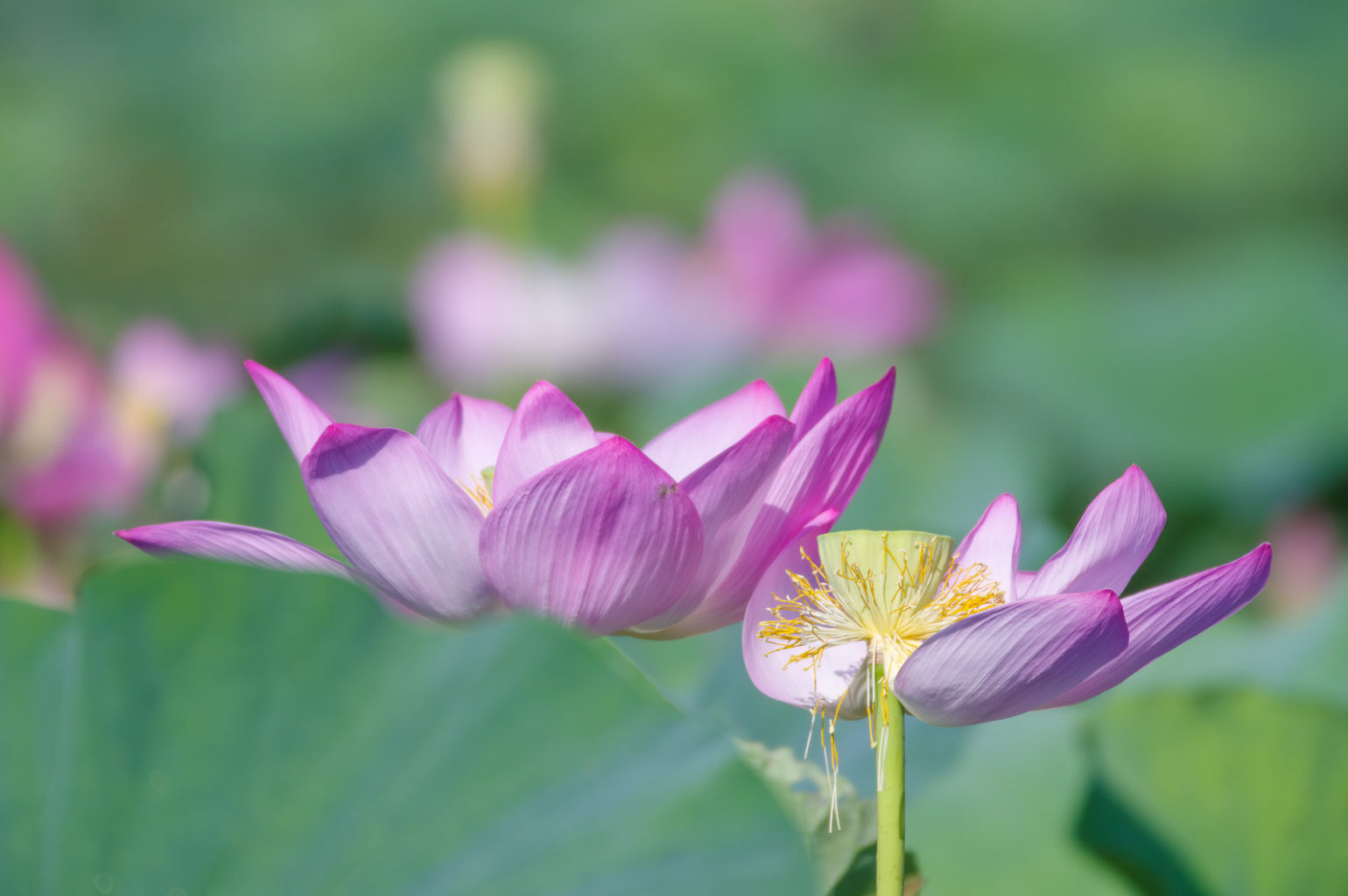 白鷺と蓮の花、琵琶湖