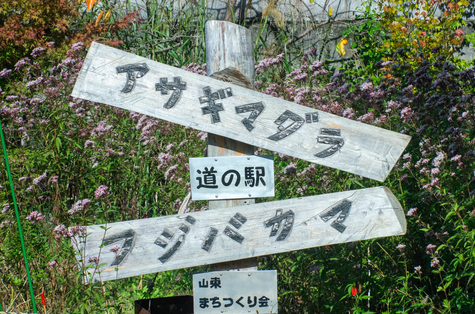 道の駅 四季の郷公園のアサギマダラ