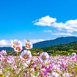 奈良県、藤原宮跡のコスモス