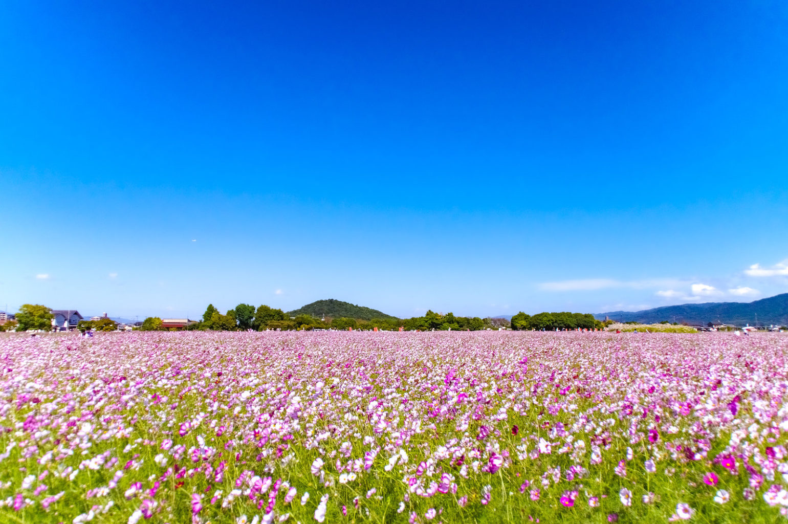 奈良県、藤原宮跡のコスモス