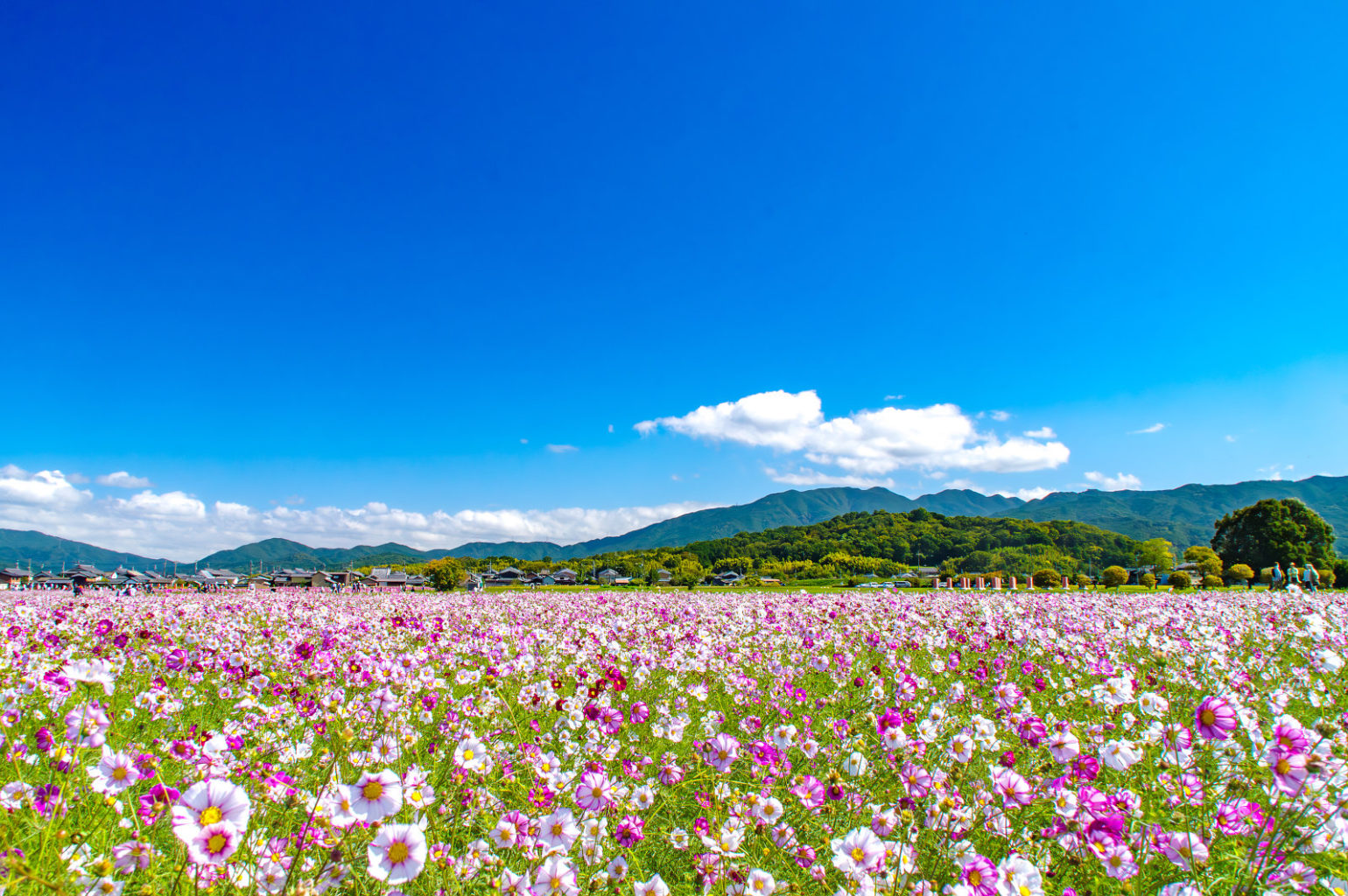 奈良県、藤原宮跡のコスモス