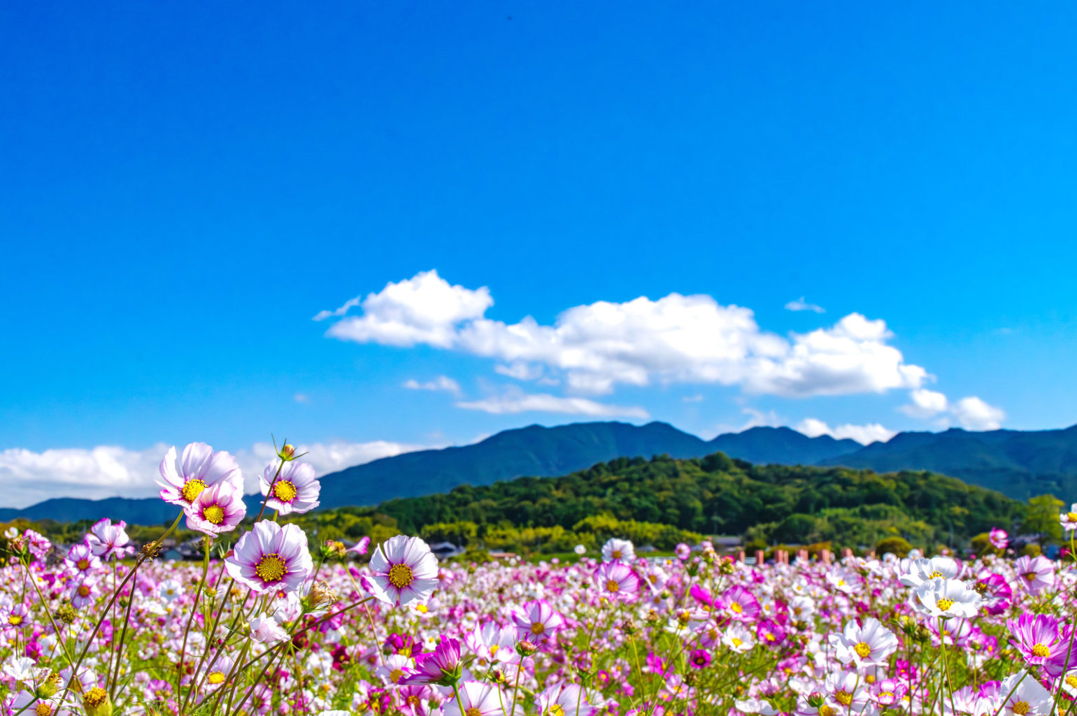 奈良県、藤原宮跡のコスモス