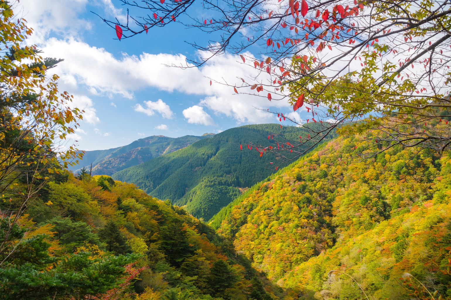 高野山～高野龍神スカイライン～城ケ森林道の紅葉