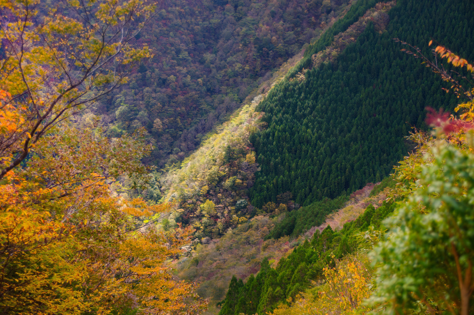 高野山～高野龍神スカイライン～城ケ森林道の紅葉