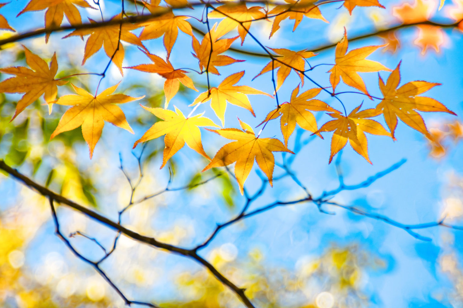 奈良県天の川の紅葉