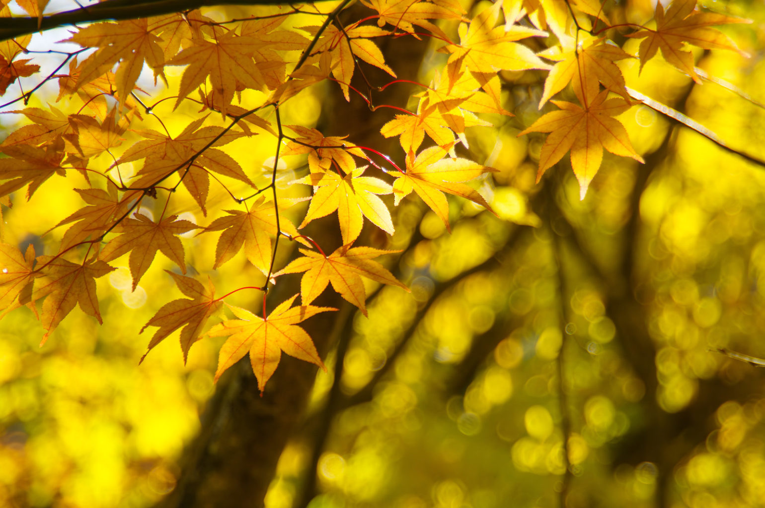 奈良県天の川の紅葉