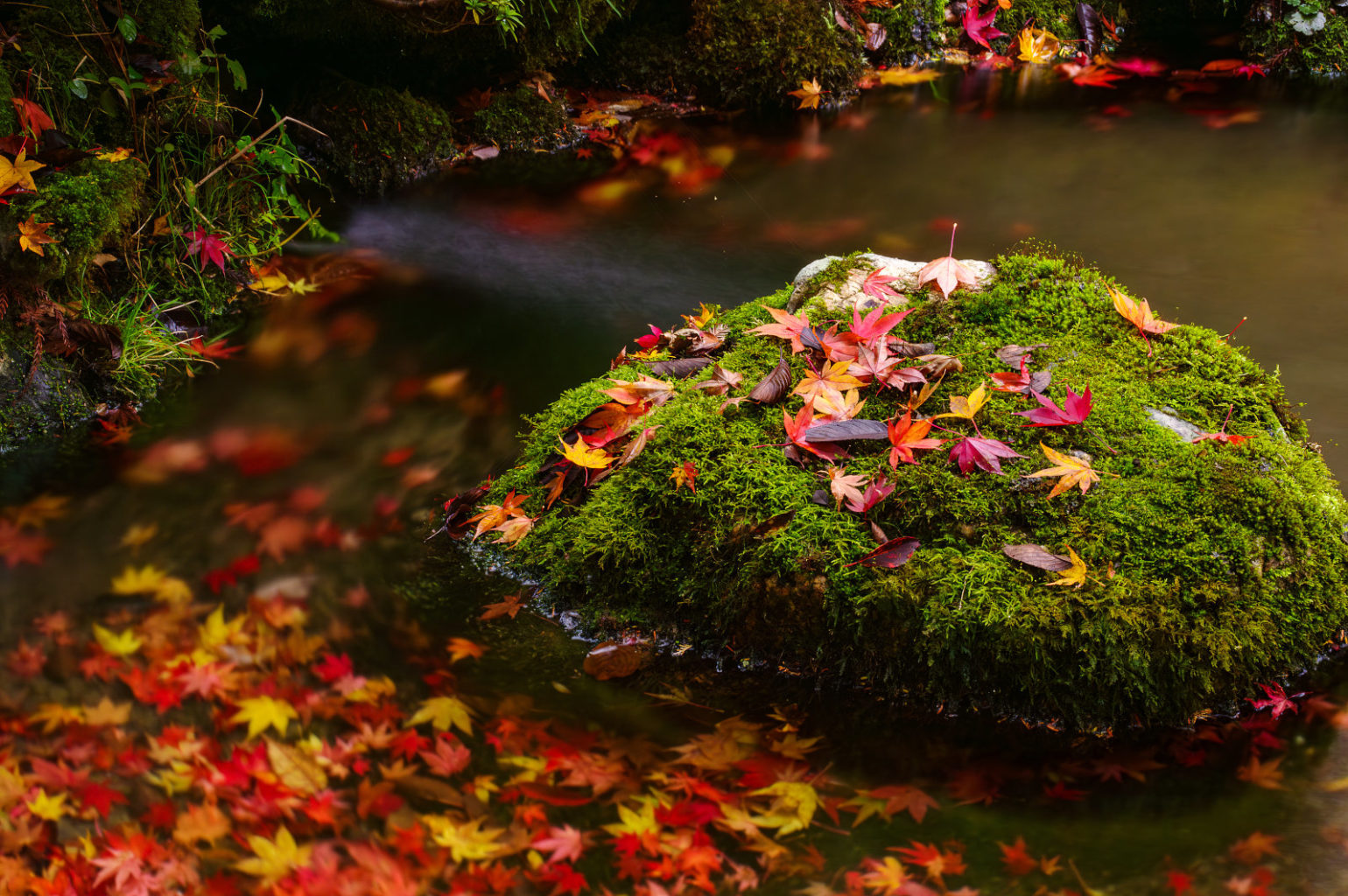 天川村　洞川　龍泉寺の紅葉