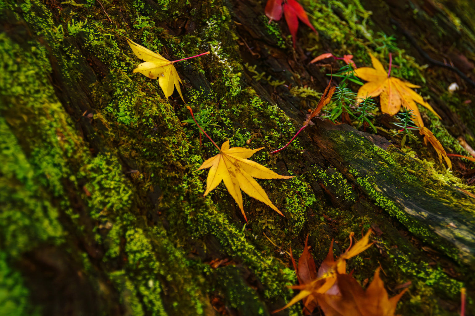 天川村　洞川　龍泉寺の紅葉