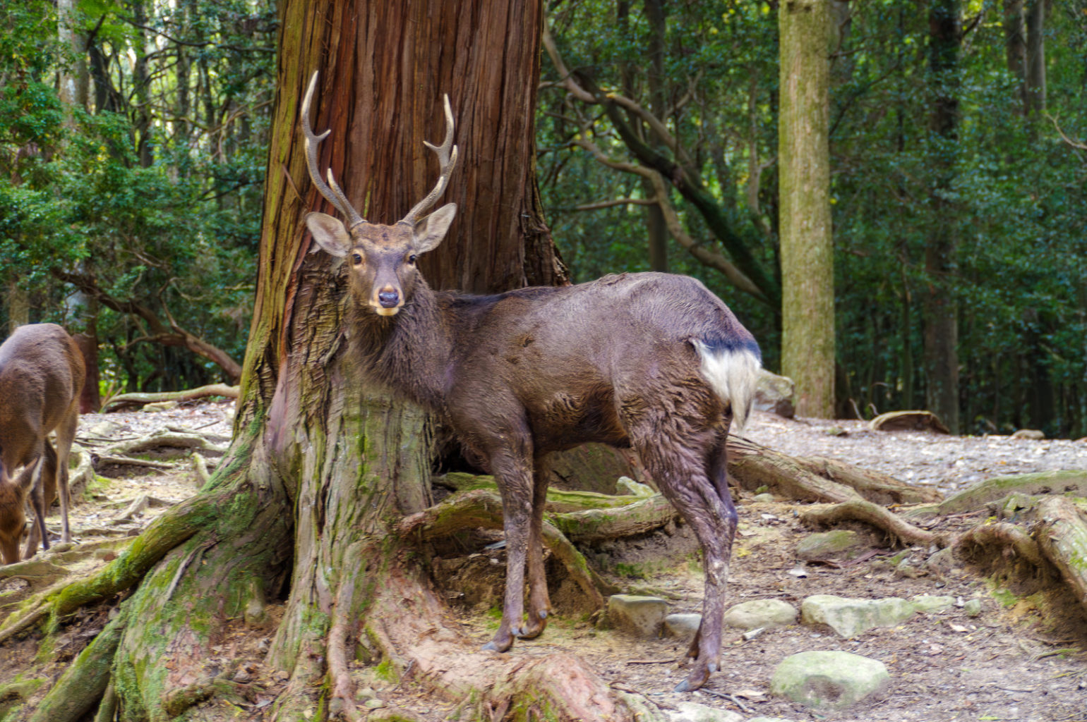 奈良公園の秋　2024