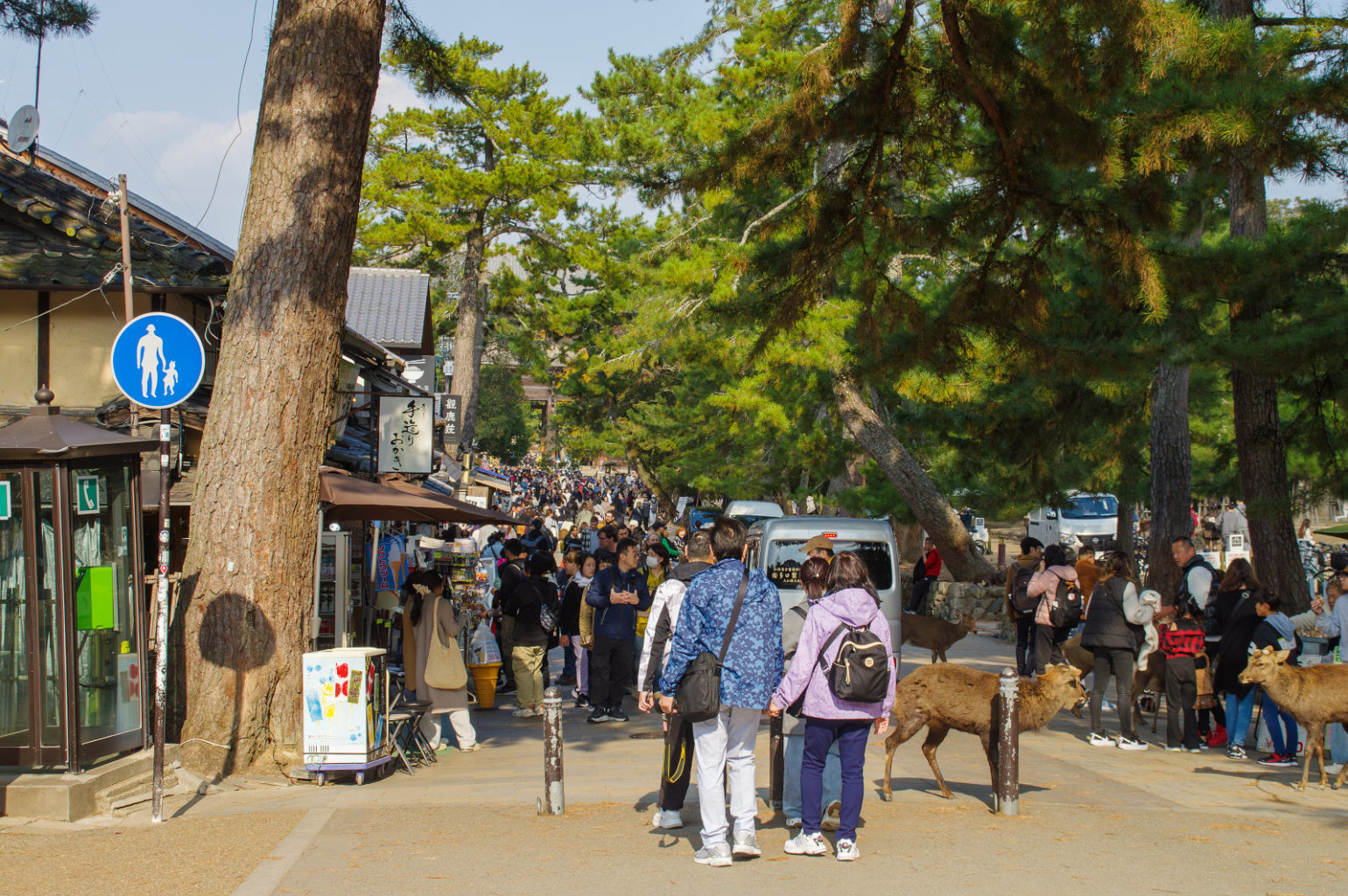 奈良公園の秋　2024