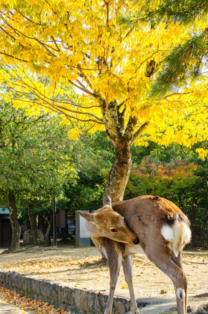 奈良公園の秋　2024