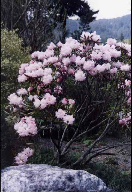 波瀬植物園