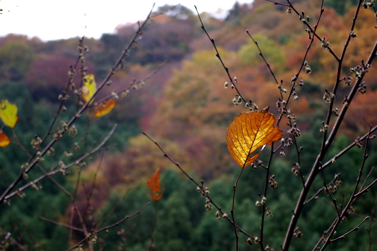 奈良･大塔町・舟の川の紅葉