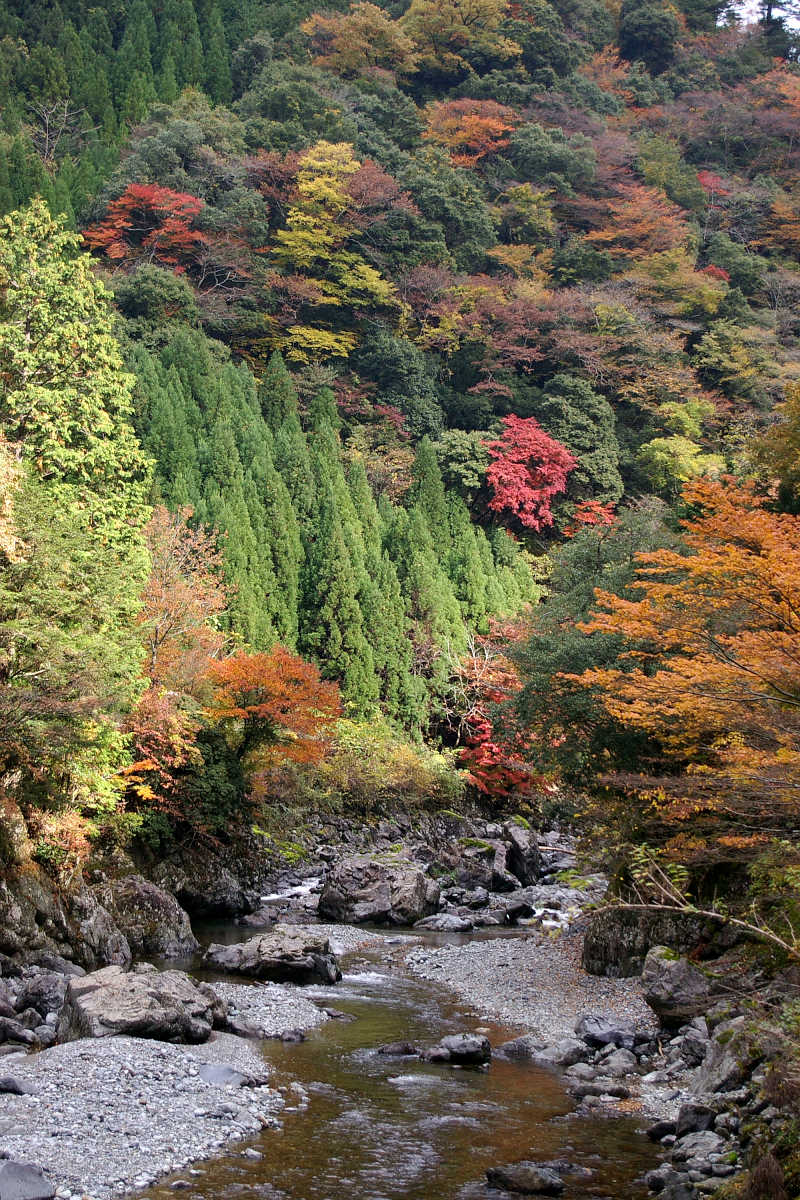 奈良･大塔町・舟の川の紅葉