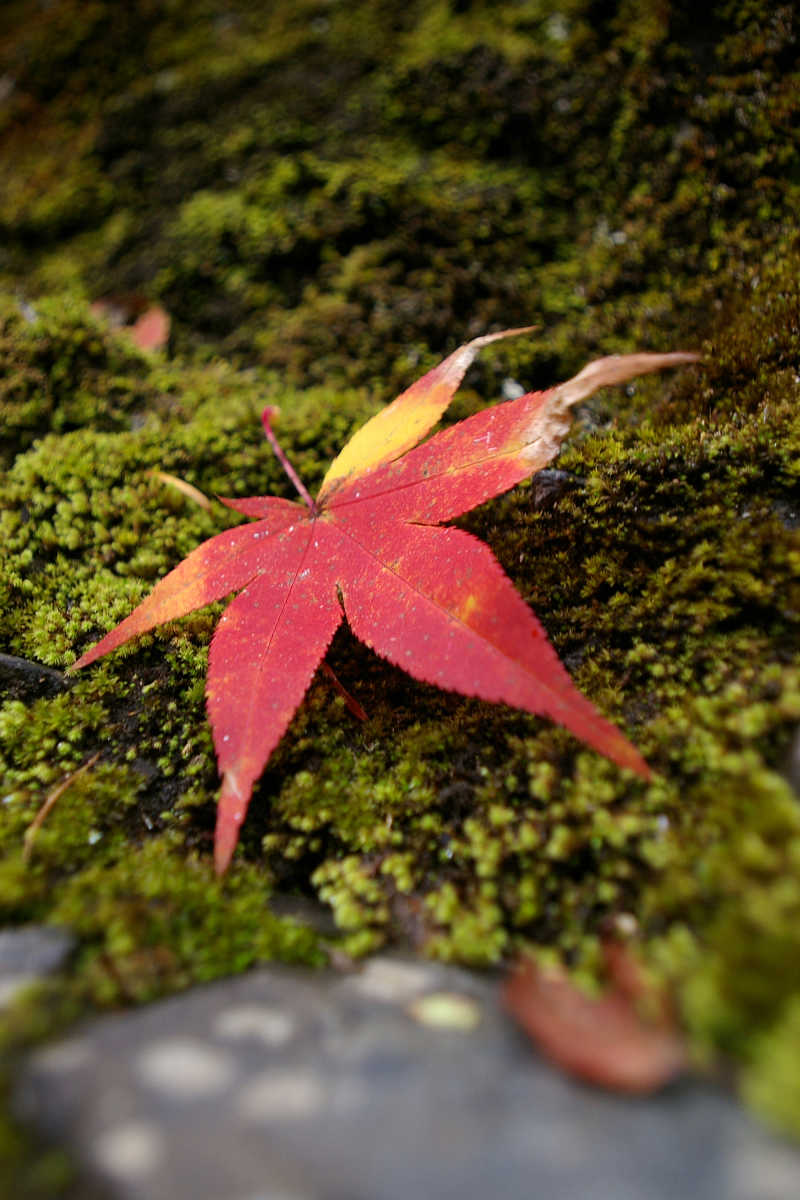 奈良･大塔町・舟の川の紅葉