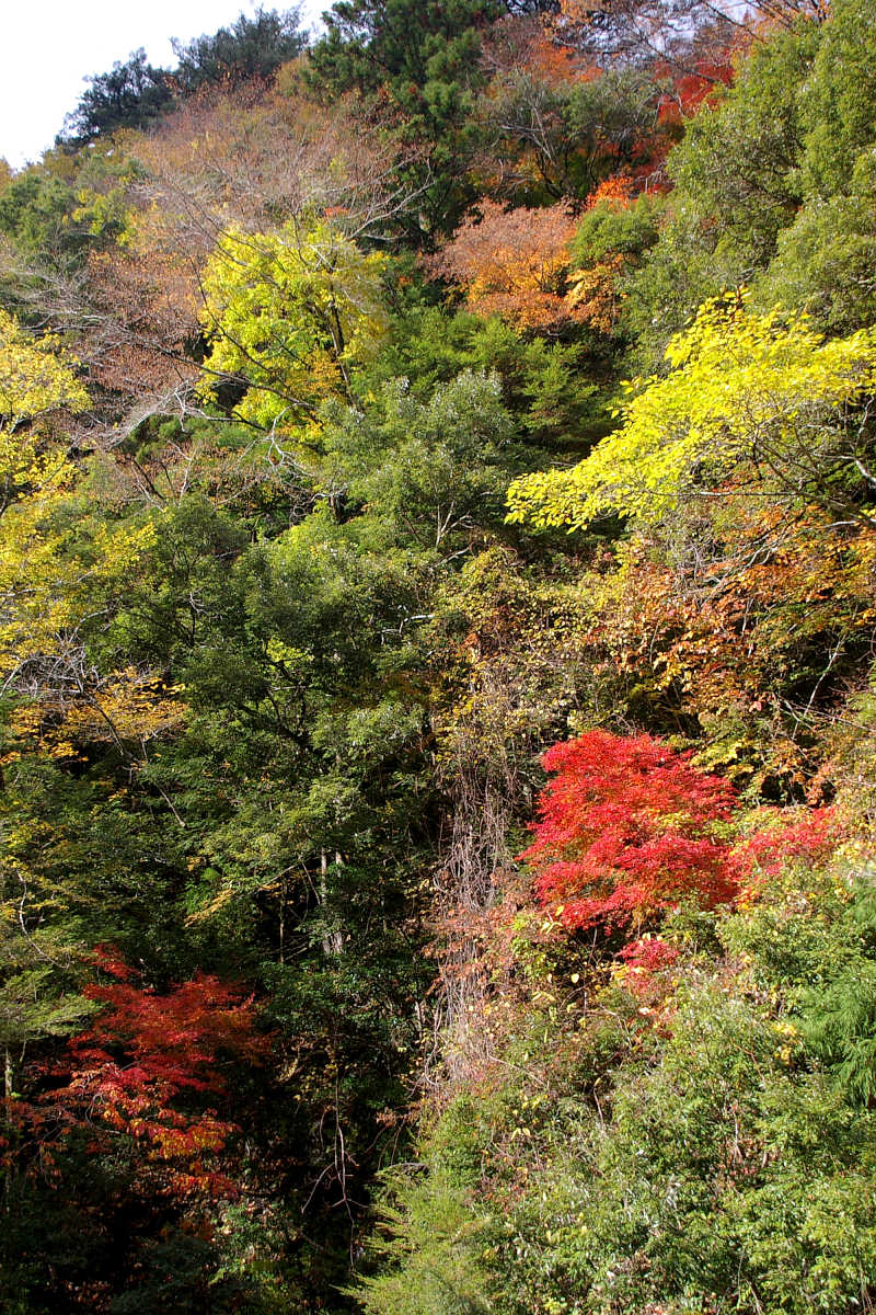 奈良･大塔町・舟の川の紅葉