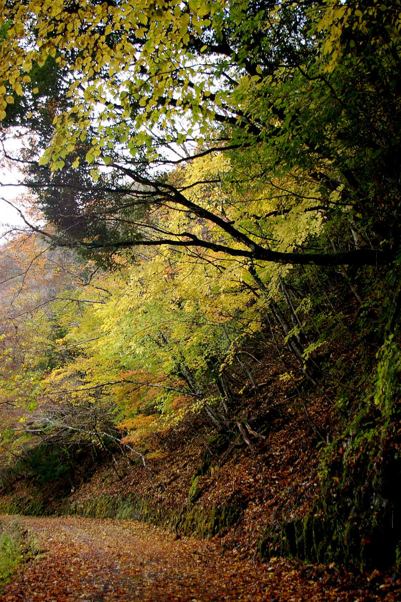 奈良･大塔町・舟の川の紅葉