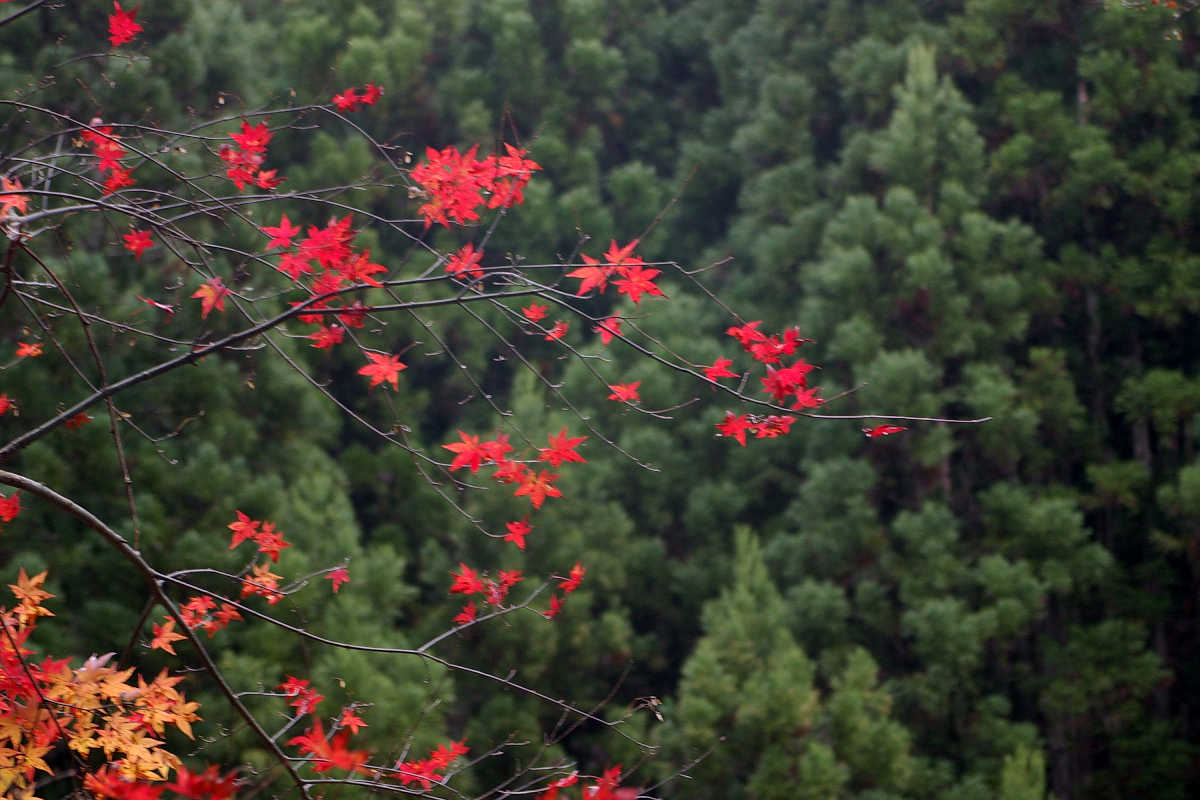 奈良･大塔町・舟の川の紅葉