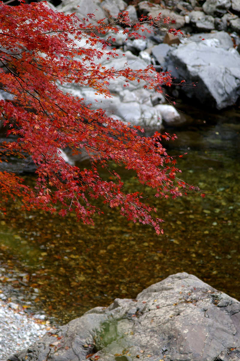 奈良･大塔町・舟の川の紅葉