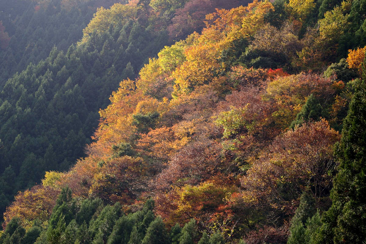 奈良･大塔町・舟の川の紅葉