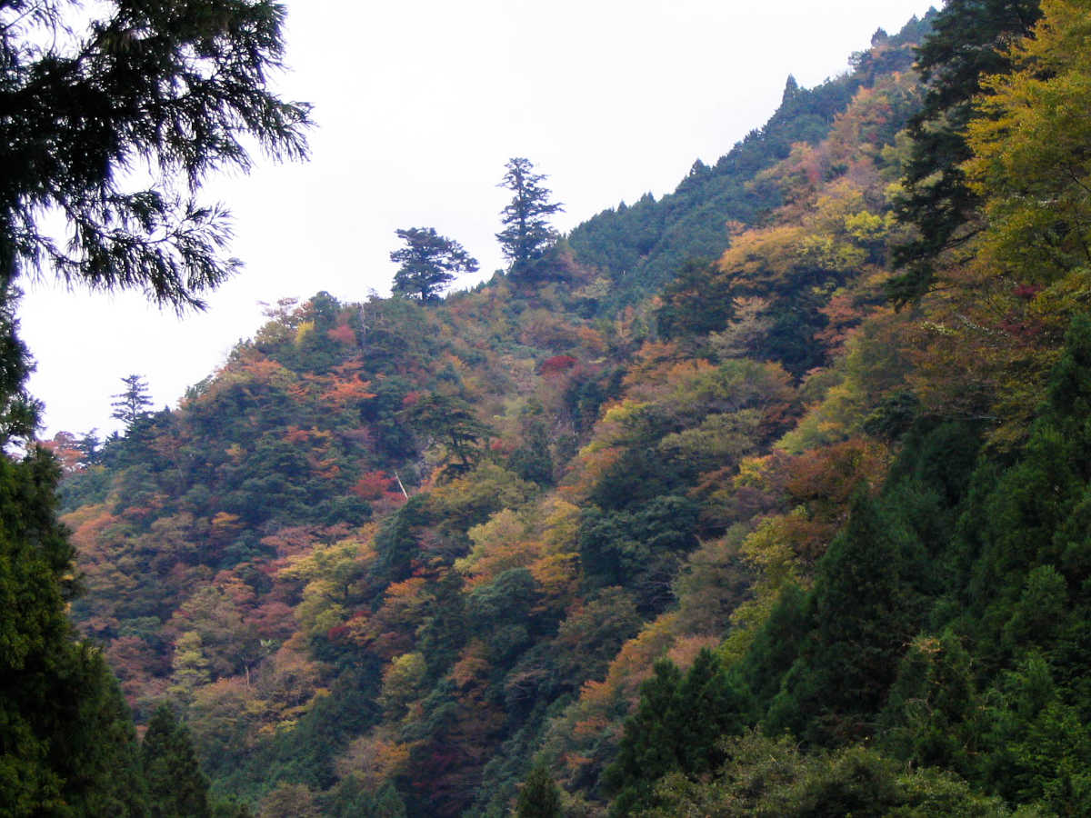 奈良・川上村・井光川の紅葉