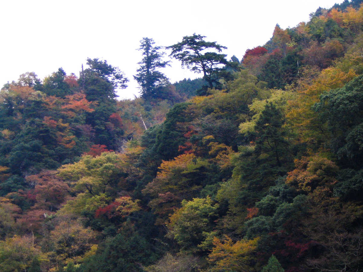 奈良・川上村・井光川の紅葉