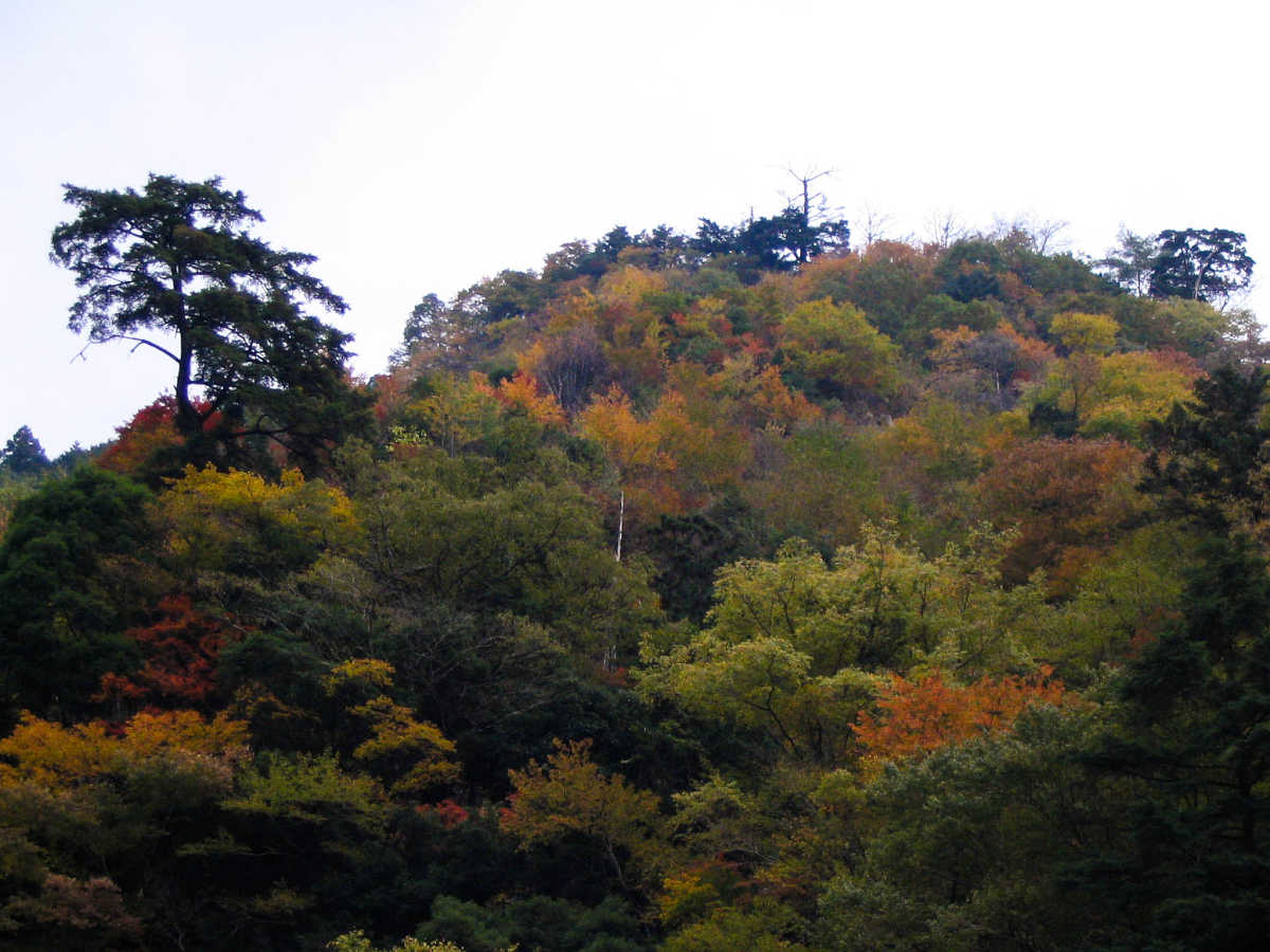 奈良・川上村・井光川の紅葉