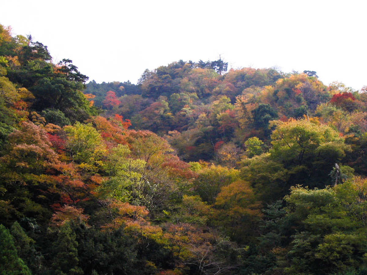 奈良・川上村・井光川の紅葉