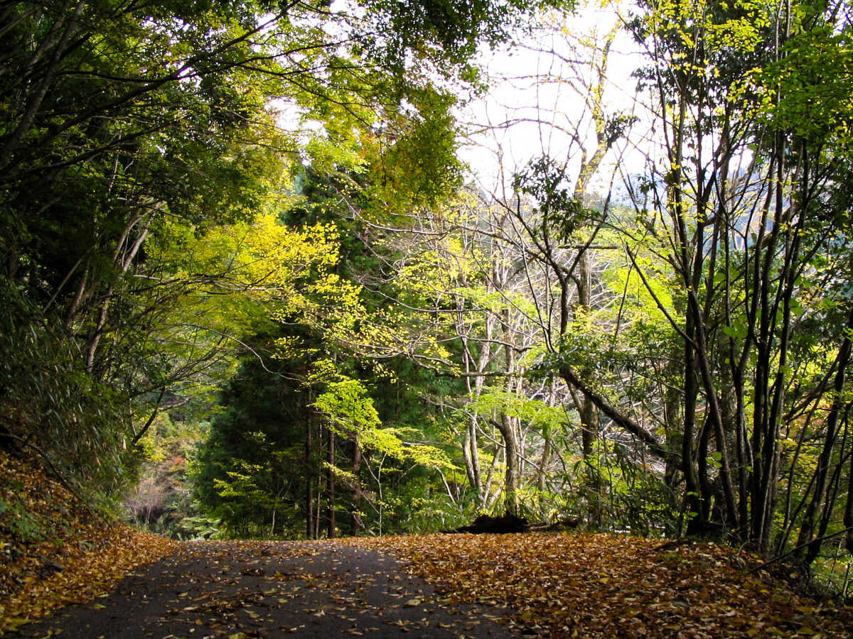 奈良・川上村・井光川の紅葉