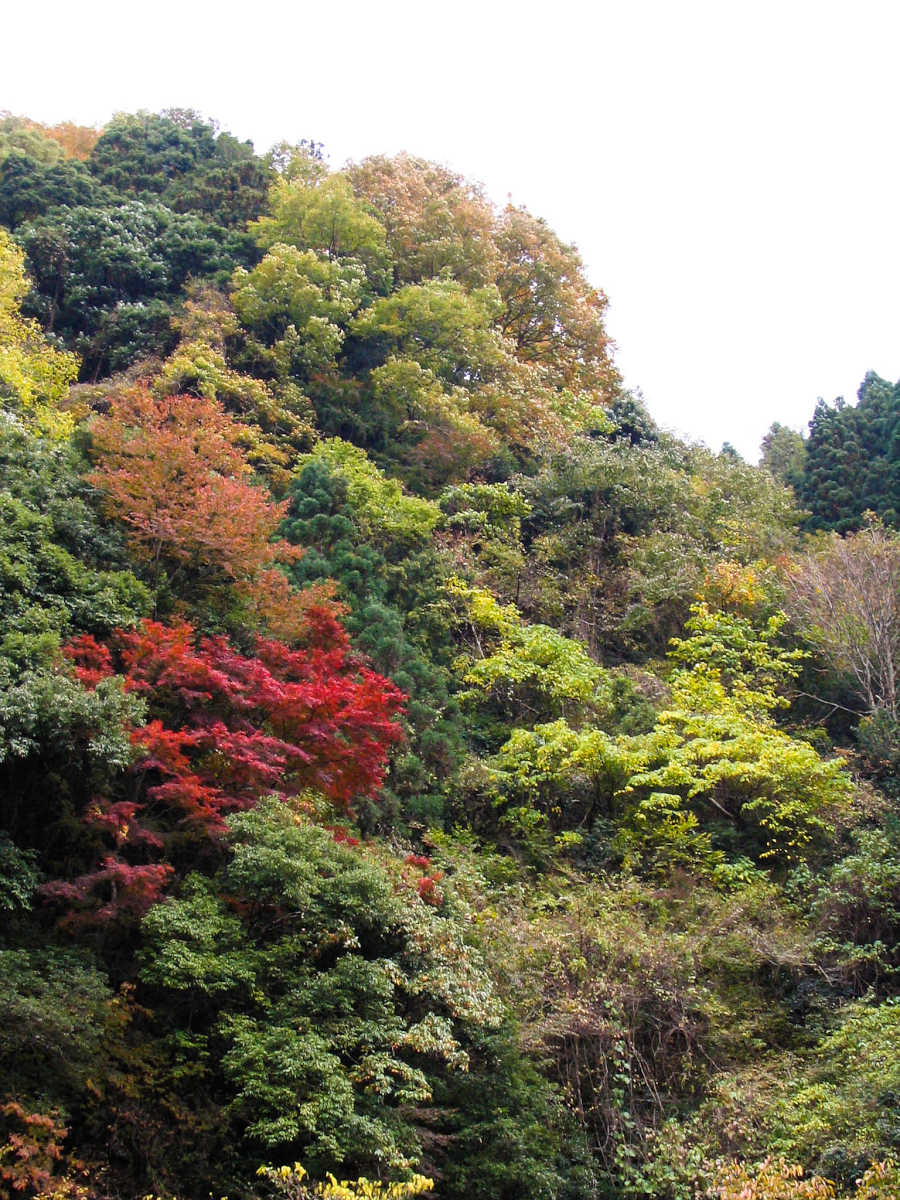 奈良・川上村・井光川の紅葉