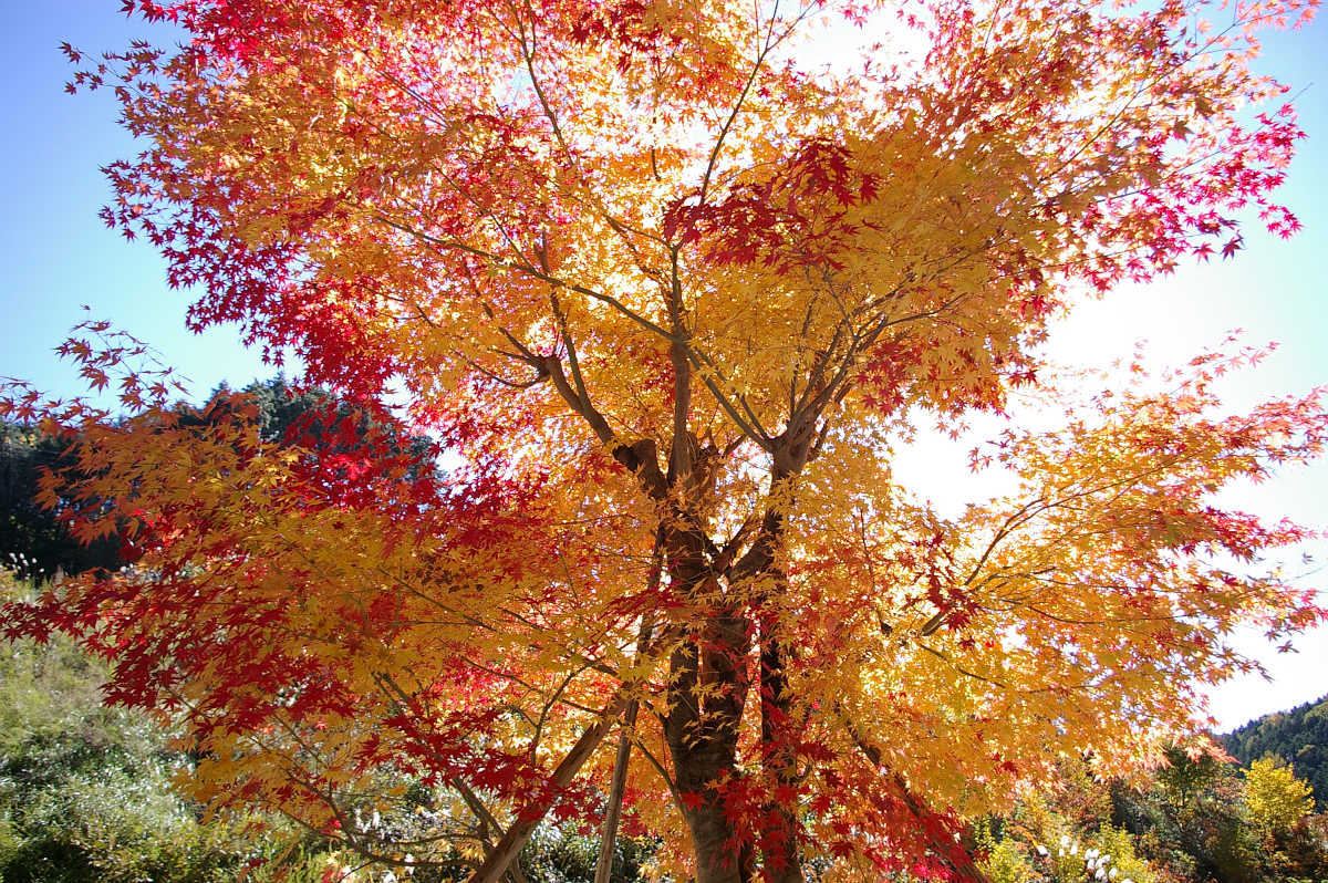 高野山の紅葉