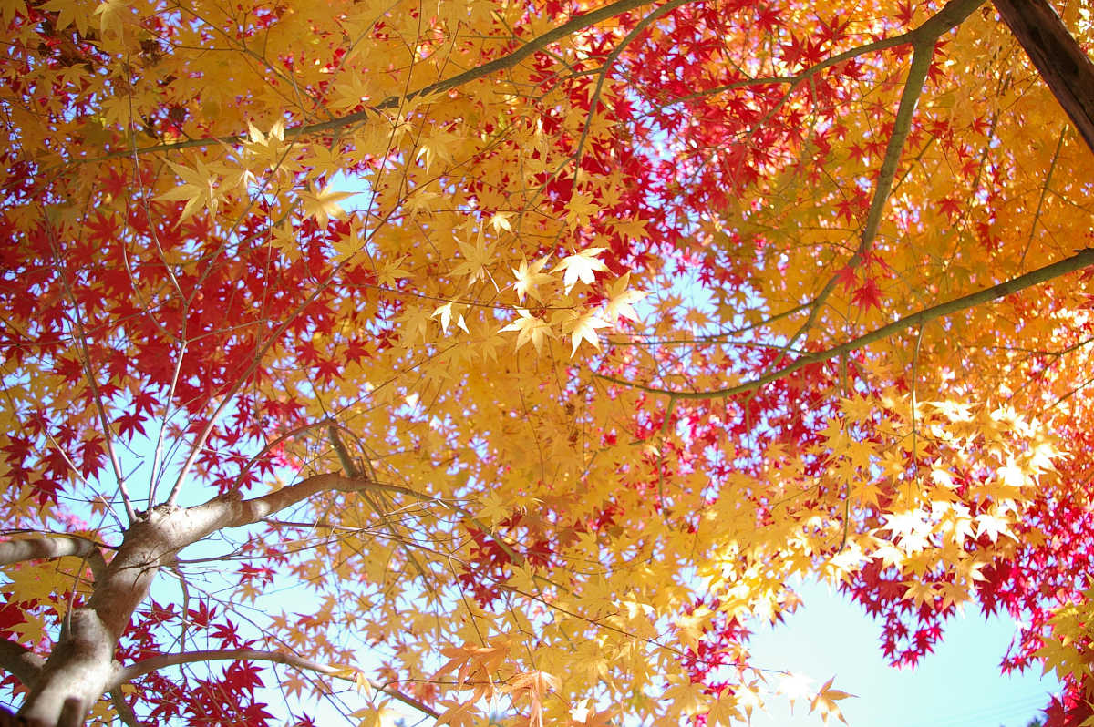 高野山の紅葉