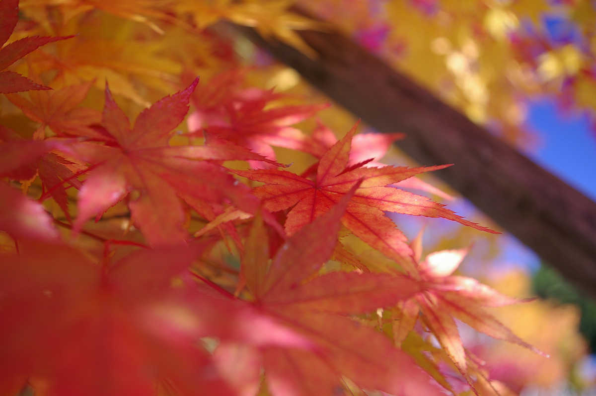 高野山の紅葉