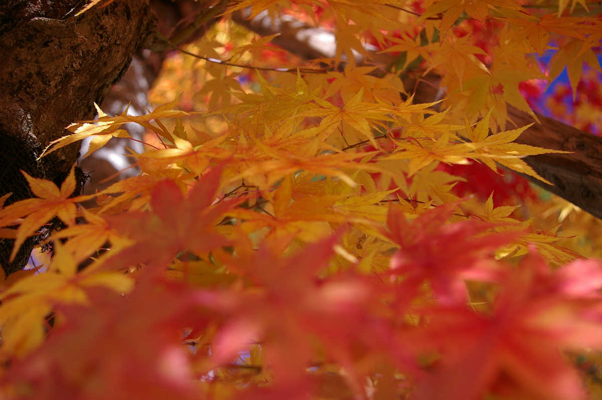 高野山の紅葉