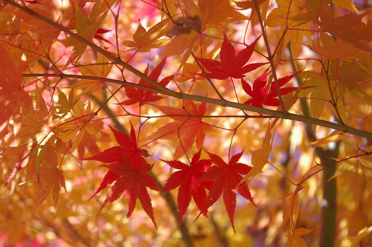 高野山の紅葉