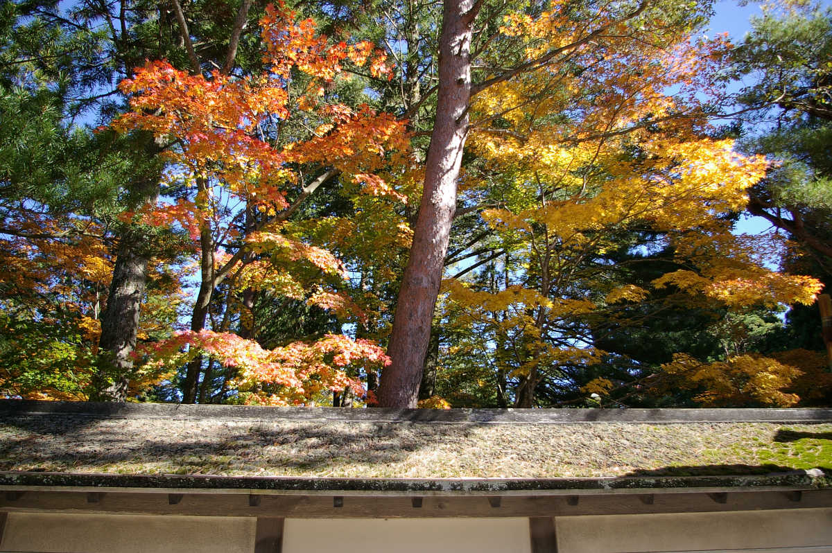 高野山の紅葉