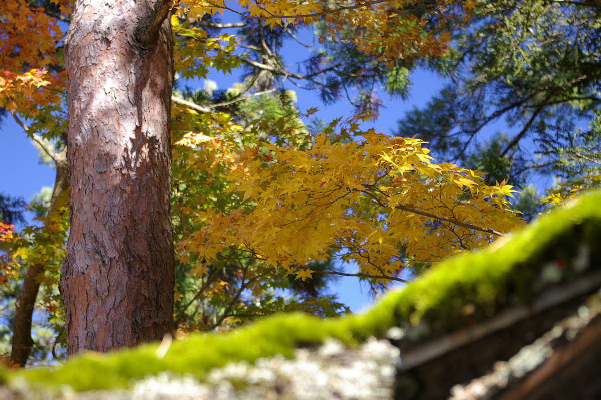 高野山の紅葉