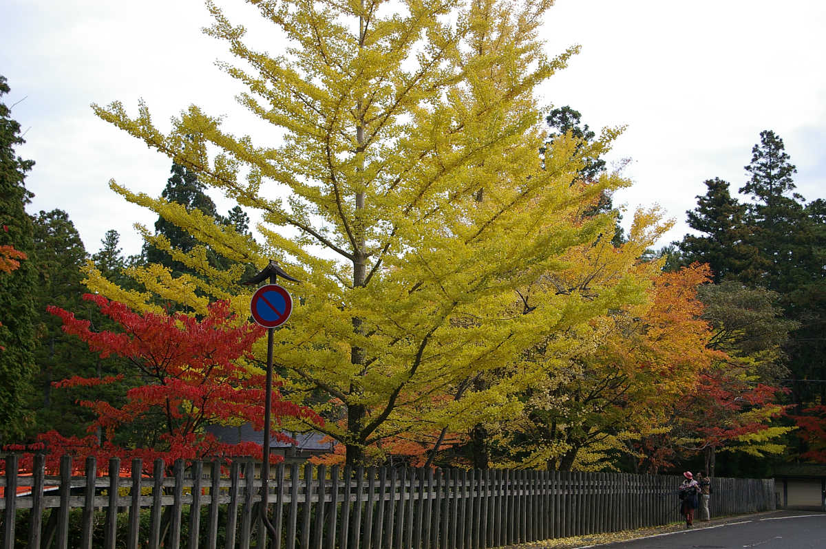 高野山の紅葉