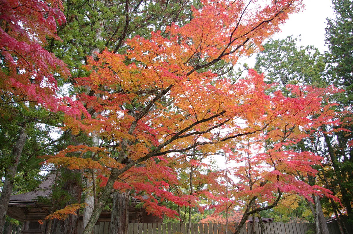 高野山の紅葉