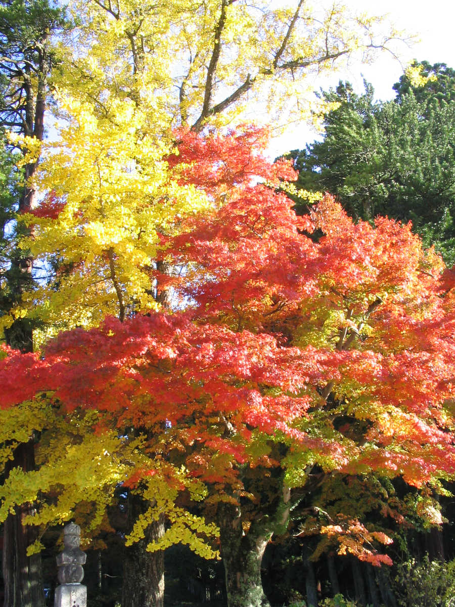 高野山の紅葉