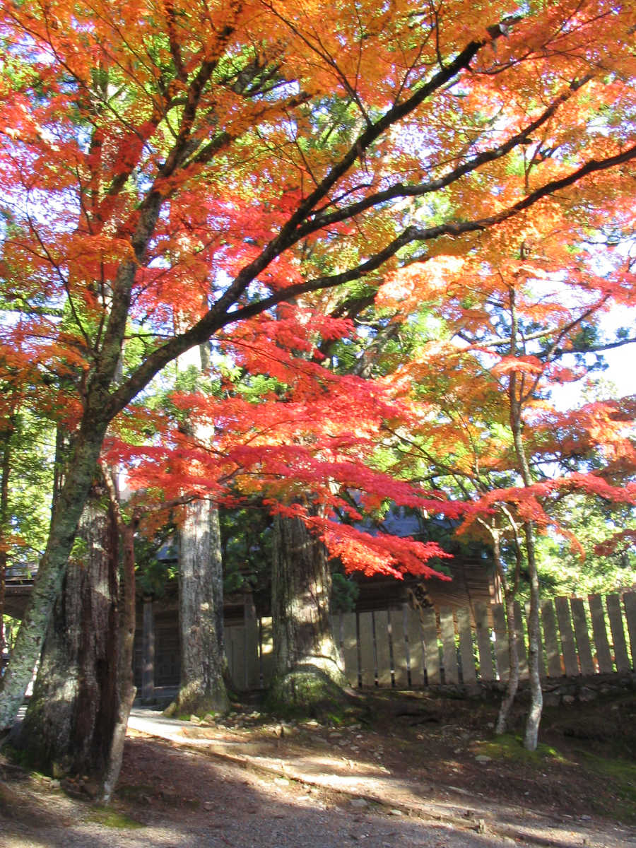 高野山の紅葉