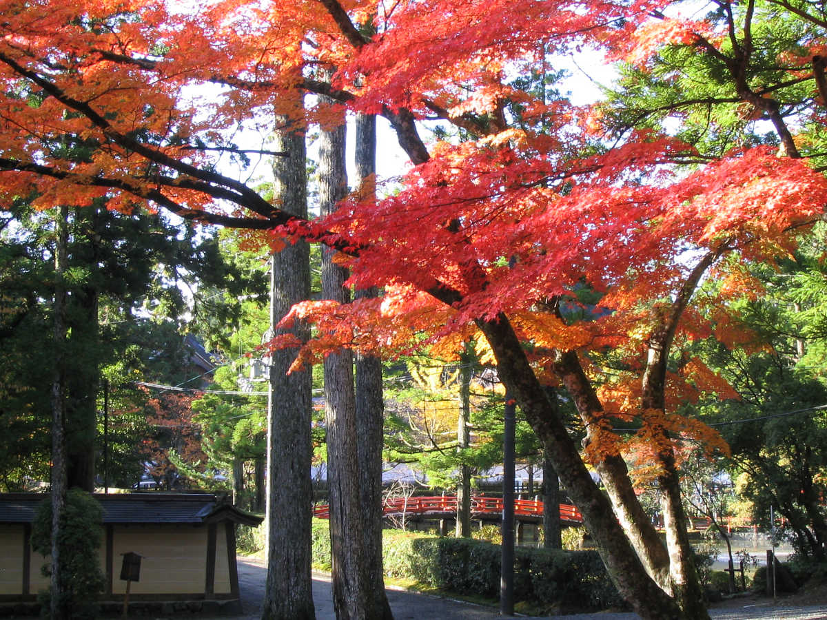 高野山の紅葉