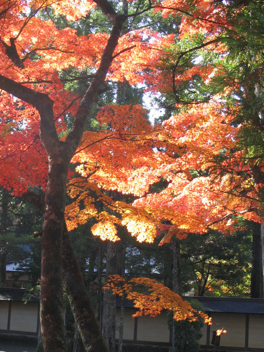 高野山の紅葉