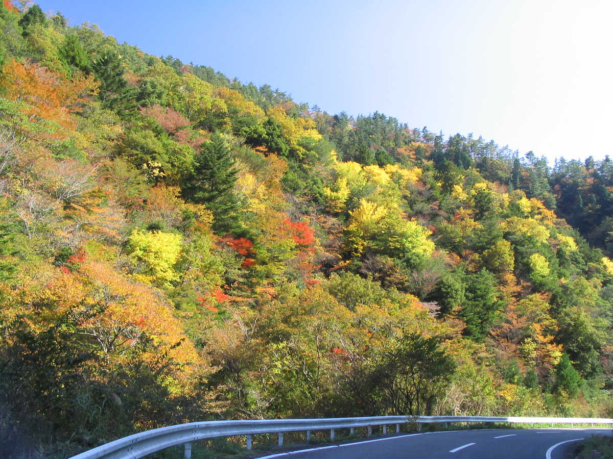 高野山の紅葉