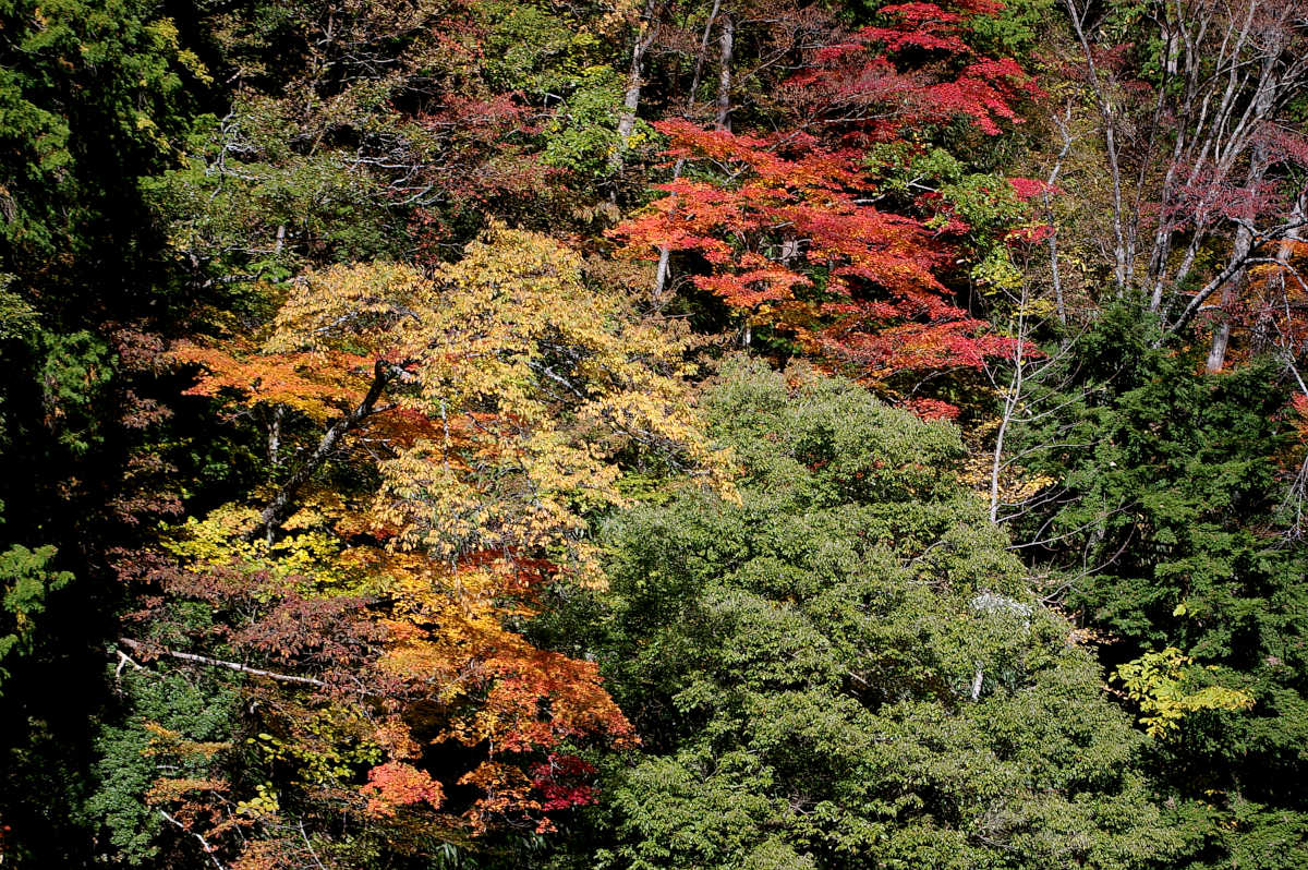 龍神スカイラインの紅葉