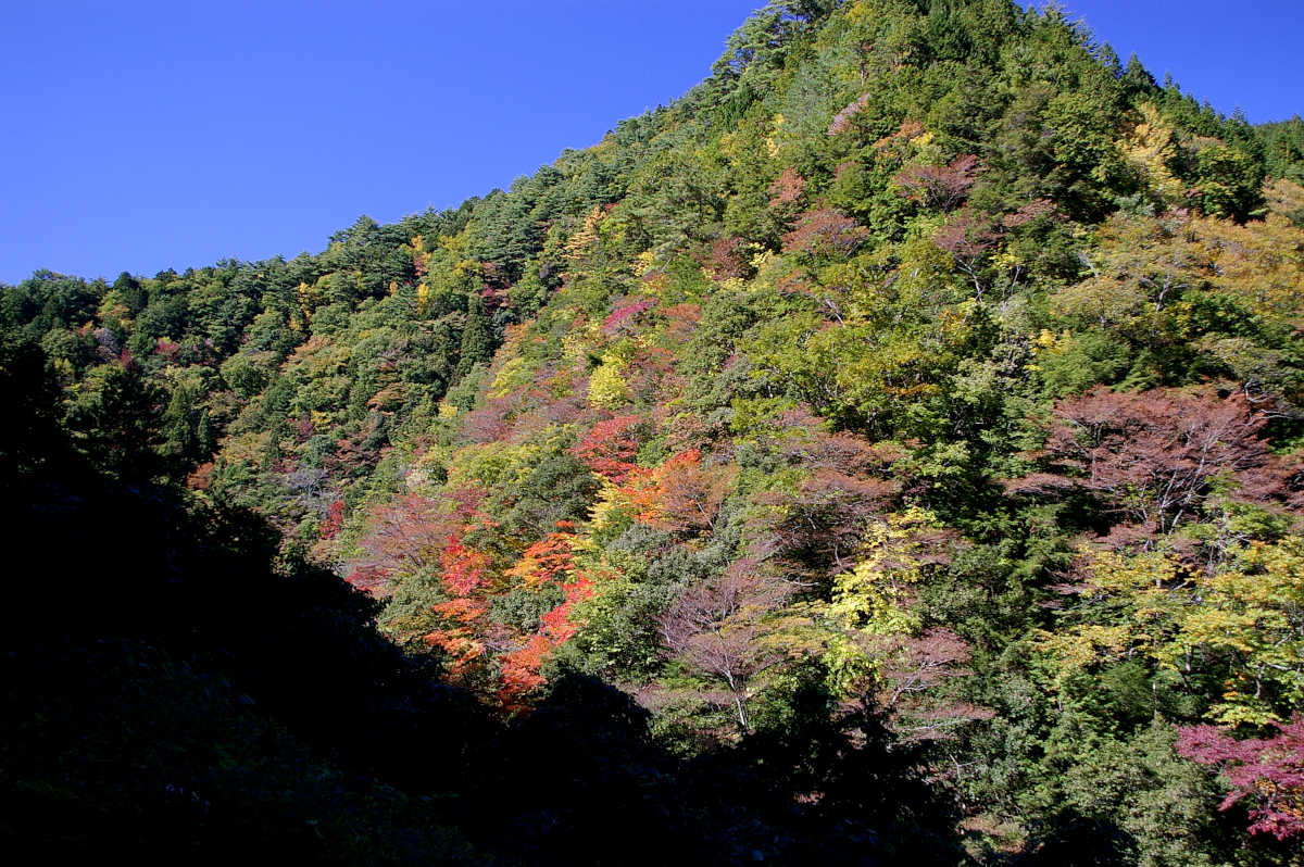 龍神スカイラインの紅葉