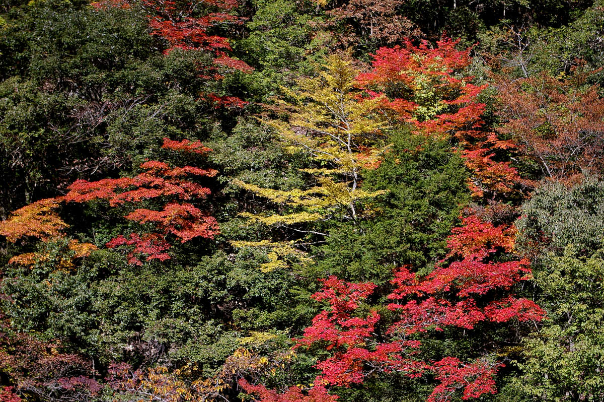 龍神スカイラインの紅葉